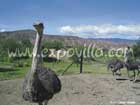 Criadero de Avestruces Villa de Leyva