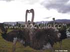 Avestruces Villa de Leyva